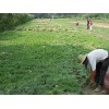 優(yōu)惠的草坪基地——想要草坪基地就來成都綠籬園藝