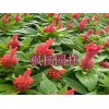河南優惠的室內花卉 花卉擺租多少錢