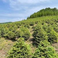 出售:青扦云杉1.5米—2米，30*30定值杯苗，數據1萬棵